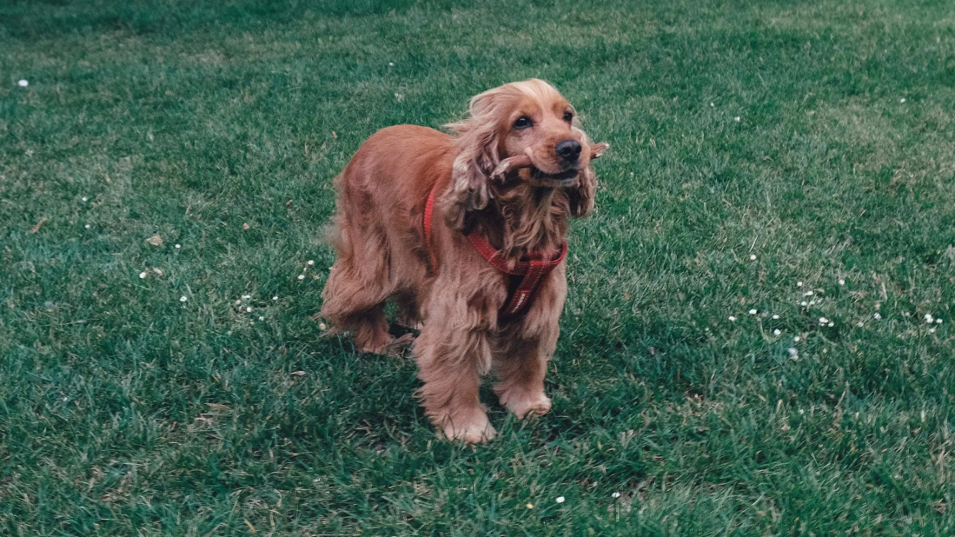 Cocker Spaniel